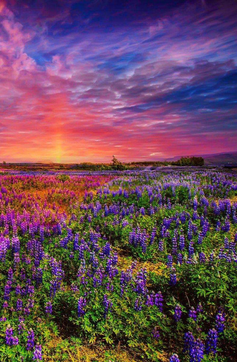 Lupine flowers bloom during summer solstice, when the midnight sun shines through all night in Iceland  🇮🇸