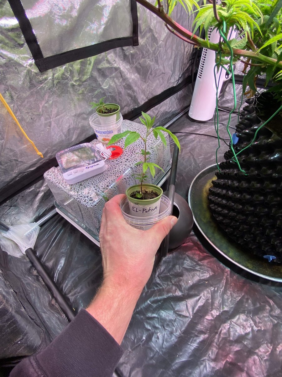 Royal Queen Seeds tweet media