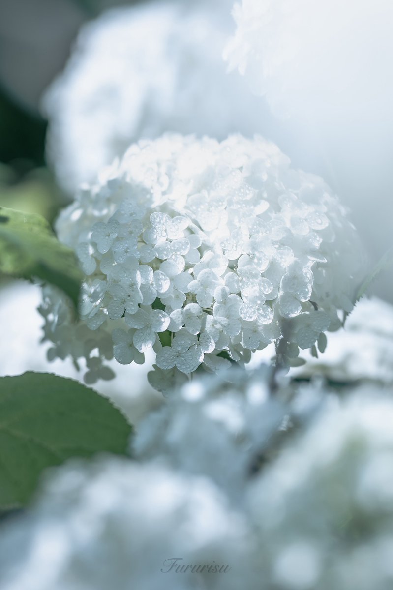 美しすぎて触れたら消えそうだった。

#月雫の庭 #幻想写真 ＃異世界 #ファンタジー写真 #白い花 ＃癒しの時間