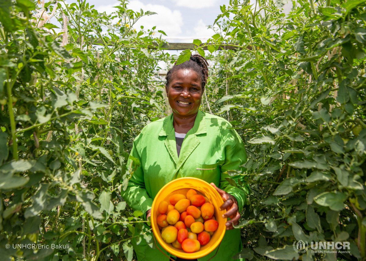 UNHCR_Kenya's tweet image. Most refugees have experienced pain and loss.
This shouldn't define them, but the courage with which they rebuild.
On #WorldRefugeeDay, we celebrate refugees like Kiza, who has harnessed her potential in farming to feed the community in Kalobeyei while also sustaining herself.