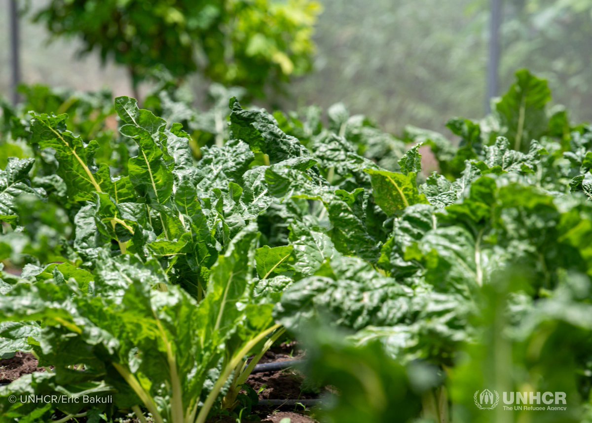 UNHCR_Kenya's tweet image. Most refugees have experienced pain and loss.
This shouldn't define them, but the courage with which they rebuild.
On #WorldRefugeeDay, we celebrate refugees like Kiza, who has harnessed her potential in farming to feed the community in Kalobeyei while also sustaining herself.