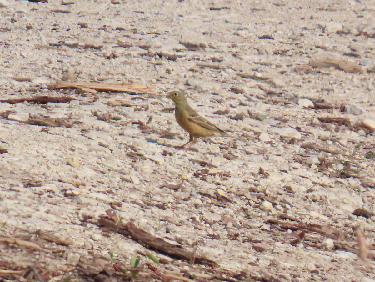 The Ortolan bunting was showing very well almost constantly for 40 mins as soon as we arrived at Wykeham forest.
Also bonus Tree pipit and Goshawk