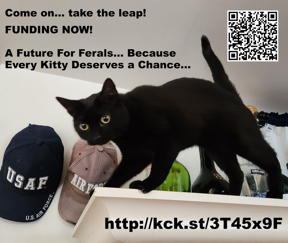 DAckley-McPhail (@dmcphail) on Twitter photo A new <a href="/Kickstarter/">Kickstarter</a> for a great cause
Those feral felines need miracles
Help rescue and care for these needy cats
by kicking in for A Future for Ferals
Bad poetry but a good collection of stories. Help us help them with our latest #Kickstarter! buff.ly/j7PYyFs <a href="/DMcPhail/">DAckley-McPhail</a> A new <a href="/Kickstarter/">Kickstarter</a> for a great cause
Those feral felines need miracles
Help rescue and care for these needy cats
by kicking in for A Future for Ferals
Bad poetry but a good collection of stories. Help us help them with our latest #Kickstarter! buff.ly/j7PYyFs <a href="/DMcPhail/">DAckley-McPhail</a>