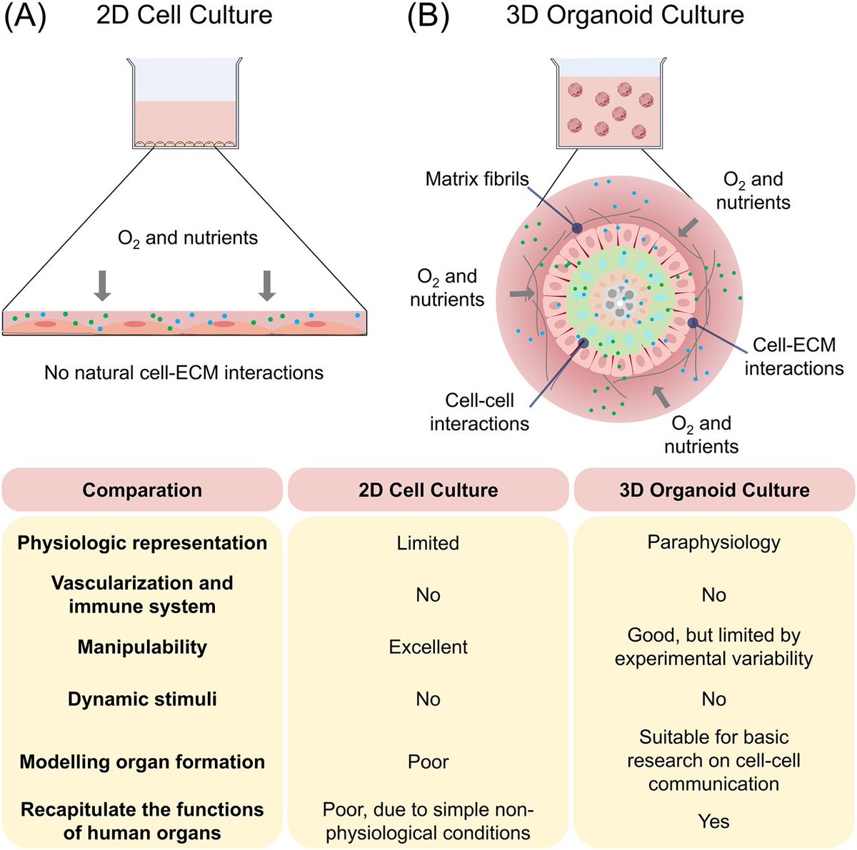 Schematic of difference between 2D cell culture and 3D organoids culture.

Reference
degruyterbrill.com/document/doi/1…