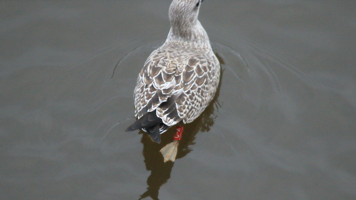 Here is red C=X in 2023, a month of so after we had ringed it paddling around here in Worcester. Really highlights the importance of davic ringing to track individuals to study dispersal+survival. A little jelous it's spent the meantime enjoying coastal 🇪🇸! #WorcsBirds