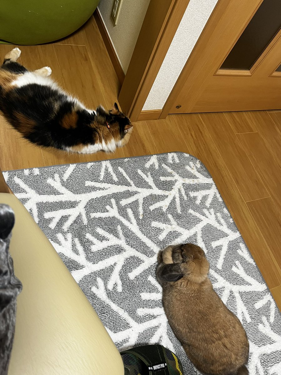 ふたりとも飼い主の近くでくつろいでるのかわいすぎるぅぅぅぅう