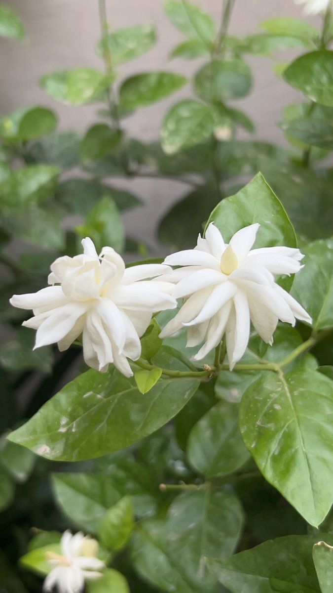 sunitagaba1974's tweet photo. A favorite thing I never get bored of~ #Nature #Flowers #photography #Anthophile https://t.co/o9h7ge7eaB