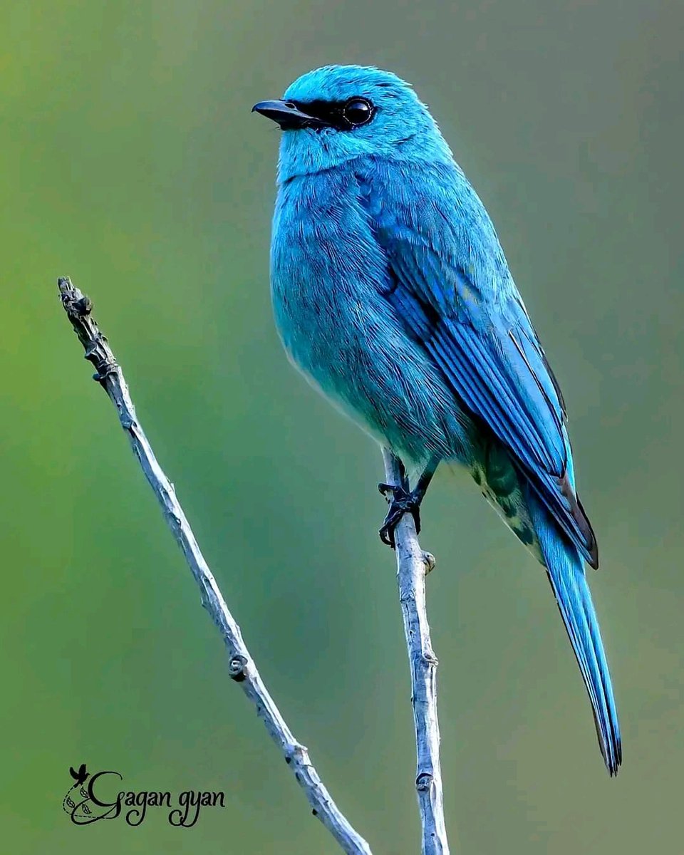 ‘Verditer flycatcher’

- Shot on Nikon Z8 
- NIKKOR Z 600mm f/4 TC VR S Prime lens

📷 Gagan Gyan (Facebook) ©️

#birds #birdwatching #nature
