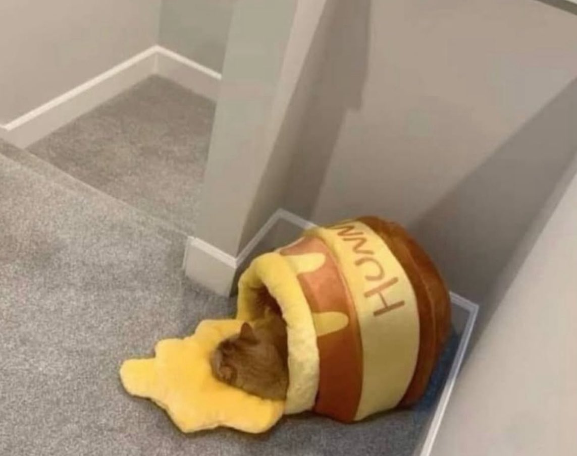 Catbilder's tweet image. Honey