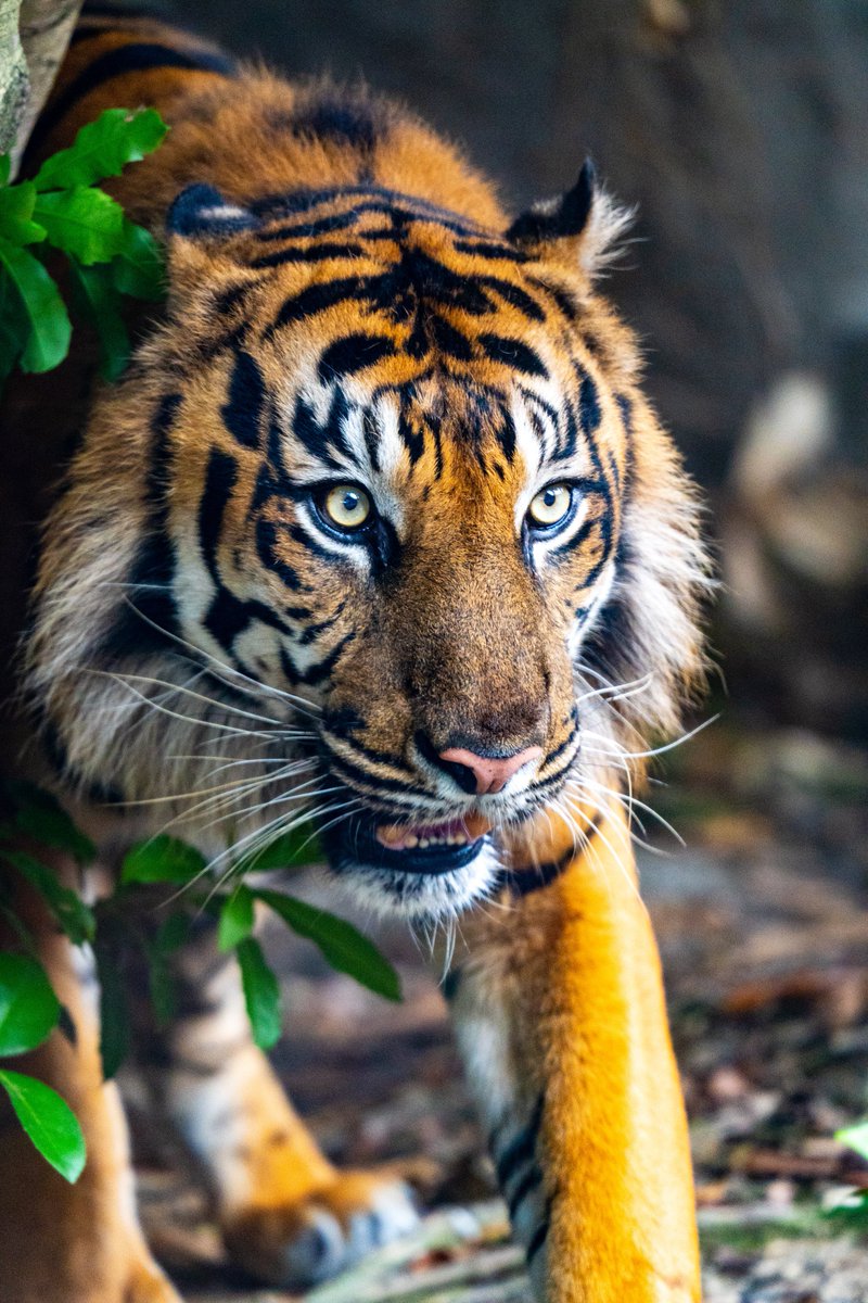 森林の王者の貫禄

#神戸どうぶつ王国  #スマトラトラ  #パンプ