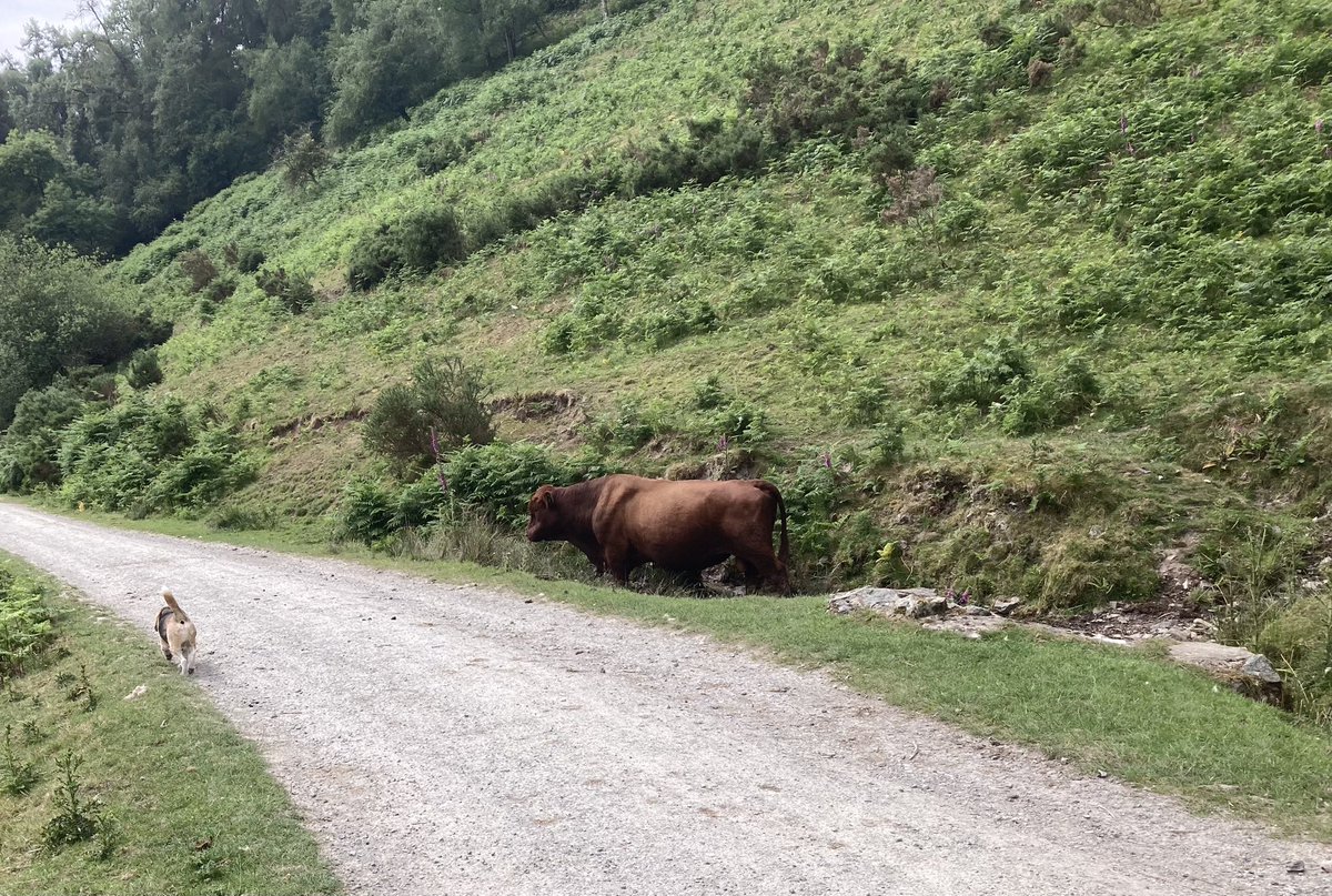 That’s an awfully big bull Mummy 🐂 😳 I hope he’s friendly 🤞🏻