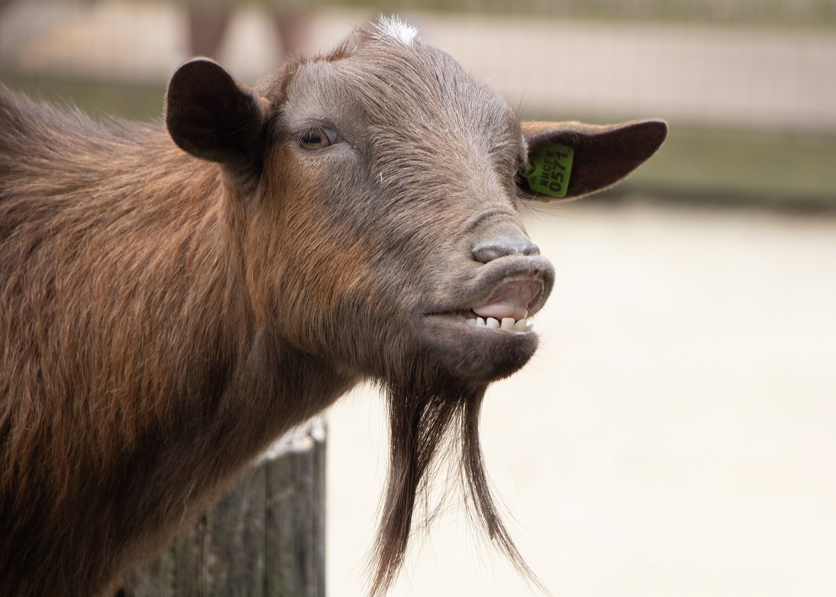 Don't want to jinx anything... but we might get some sun on a Saturday tomorrow! ☀️

Quick! Plan a visit to Franklin Park Zoo ➤ FranklinParkZoo.org