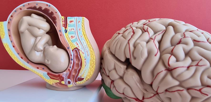 Scientists at ARC Cambridge and Oxford University propose that adaptations in the placenta and the way it produces steroid hormones (such as testosterone and oestrogen), may have been a key driver of human evolution, cognition and social behaviour. cam.ac.uk/research/news/…