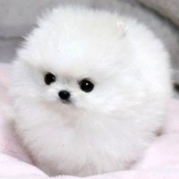 Lila__Wilson's tweet photo. Like Snow White https://t.co/62y9MRouNT