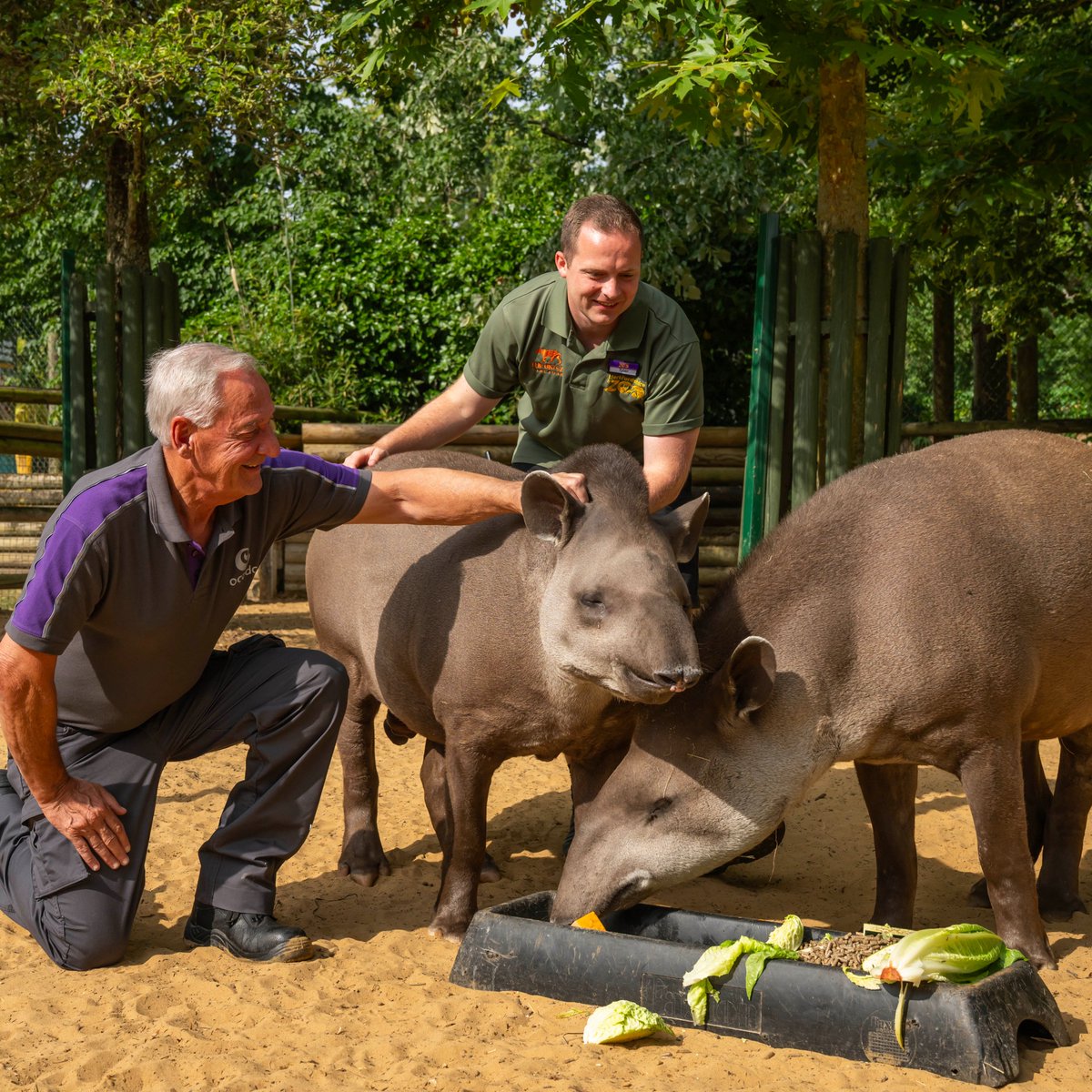 HertsZoo's tweet image. 15 years with @Ocado! 💜
This year marks our 15 year anniversary with @Ocado, helping us provide a variety of fresh and healthy surplus produce for our animals every week! 🥕
The fresh produce might be a little bruised, oddly shaped, or returned by customers but to our…