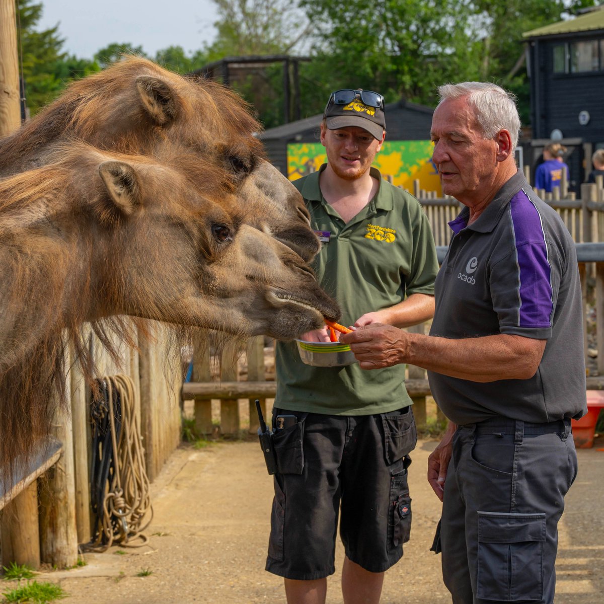 HertsZoo's tweet image. 15 years with @Ocado! 💜
This year marks our 15 year anniversary with @Ocado, helping us provide a variety of fresh and healthy surplus produce for our animals every week! 🥕
The fresh produce might be a little bruised, oddly shaped, or returned by customers but to our…