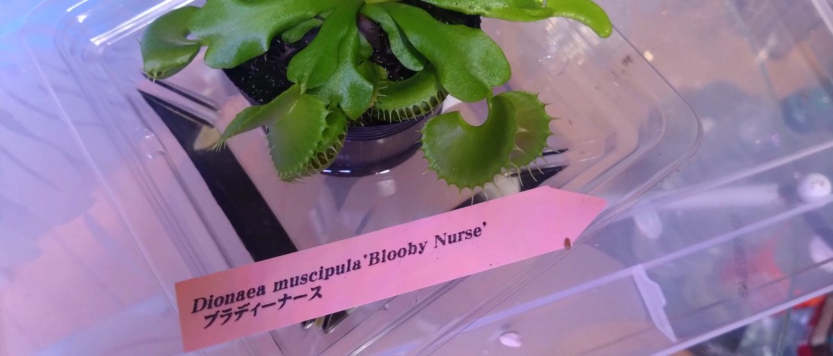 KOM5663's tweet photo. とりあえず…今年初めてになるハエトリを買ってみますた。
自称BloodyNurseでつ。笑
コレ以外にもCrenataってのがありましたが同じ値段だったのでソチラは見送りでつ。 https://t.co/IlRx7ir2XD