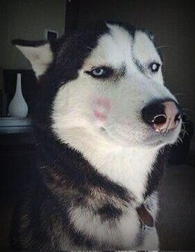 dramaticweasel's tweet photo. my chan husky agenda continues https://t.co/tWtXHN5vKG
