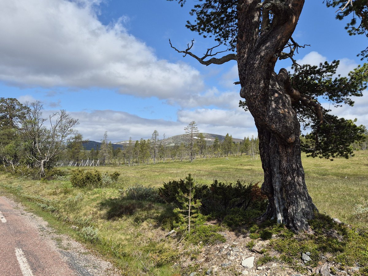 eperjon's tweet image. Happy Midsummer greetings to my sports science mentors, @feelthebyrn1 @Alan_Couzens @StephenSeiler !
We celebrate midsummer in Grövelsjön, on the border between Norway and Sweden, with a run and traditional lunch with herring, fresh potatoes and some accessories.