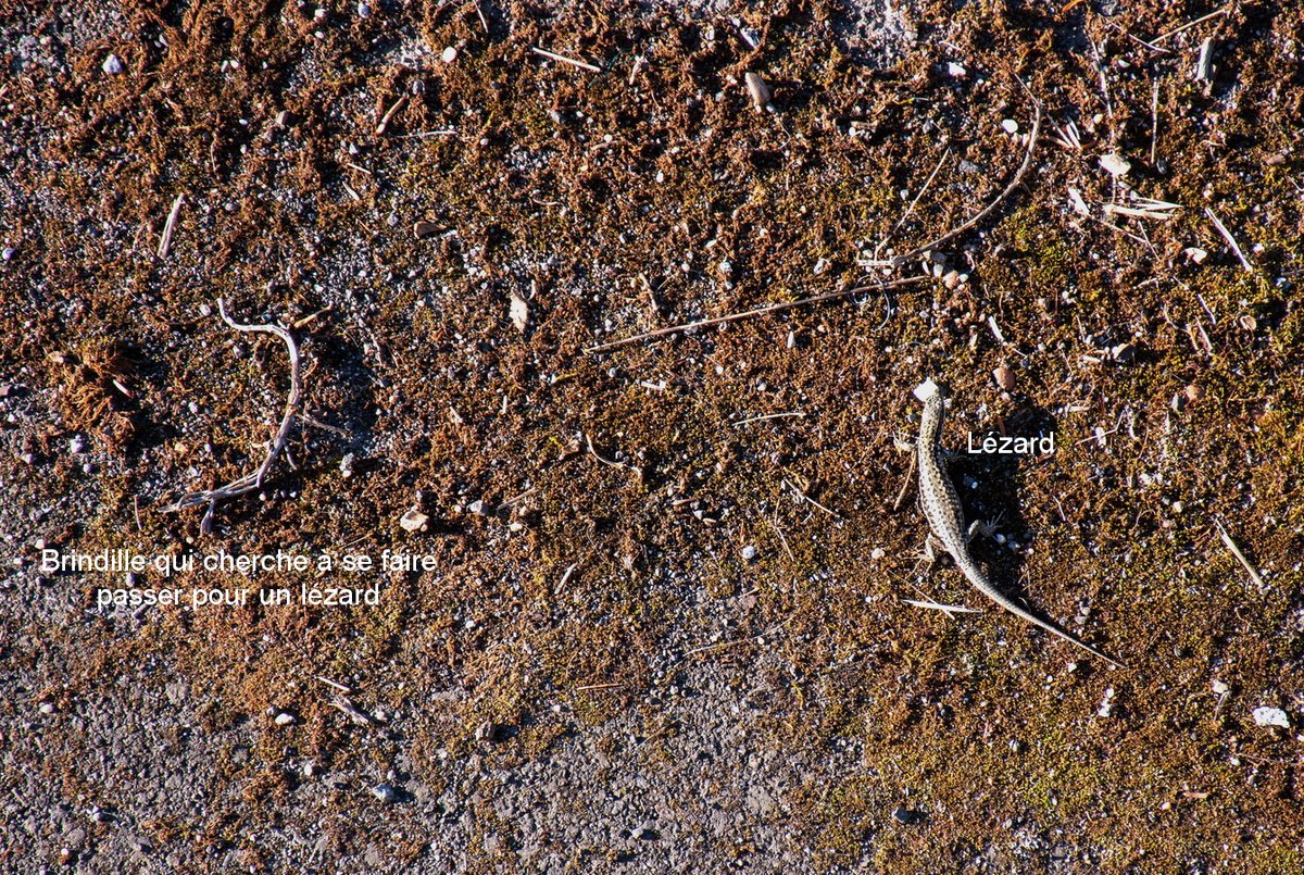 Les #lézards entendent bien occuper le terrain. Tant mieux, ils sont utiles ; par exemple en dévorant les moustiques, et là, ils ont du pain sur la planche 🦎