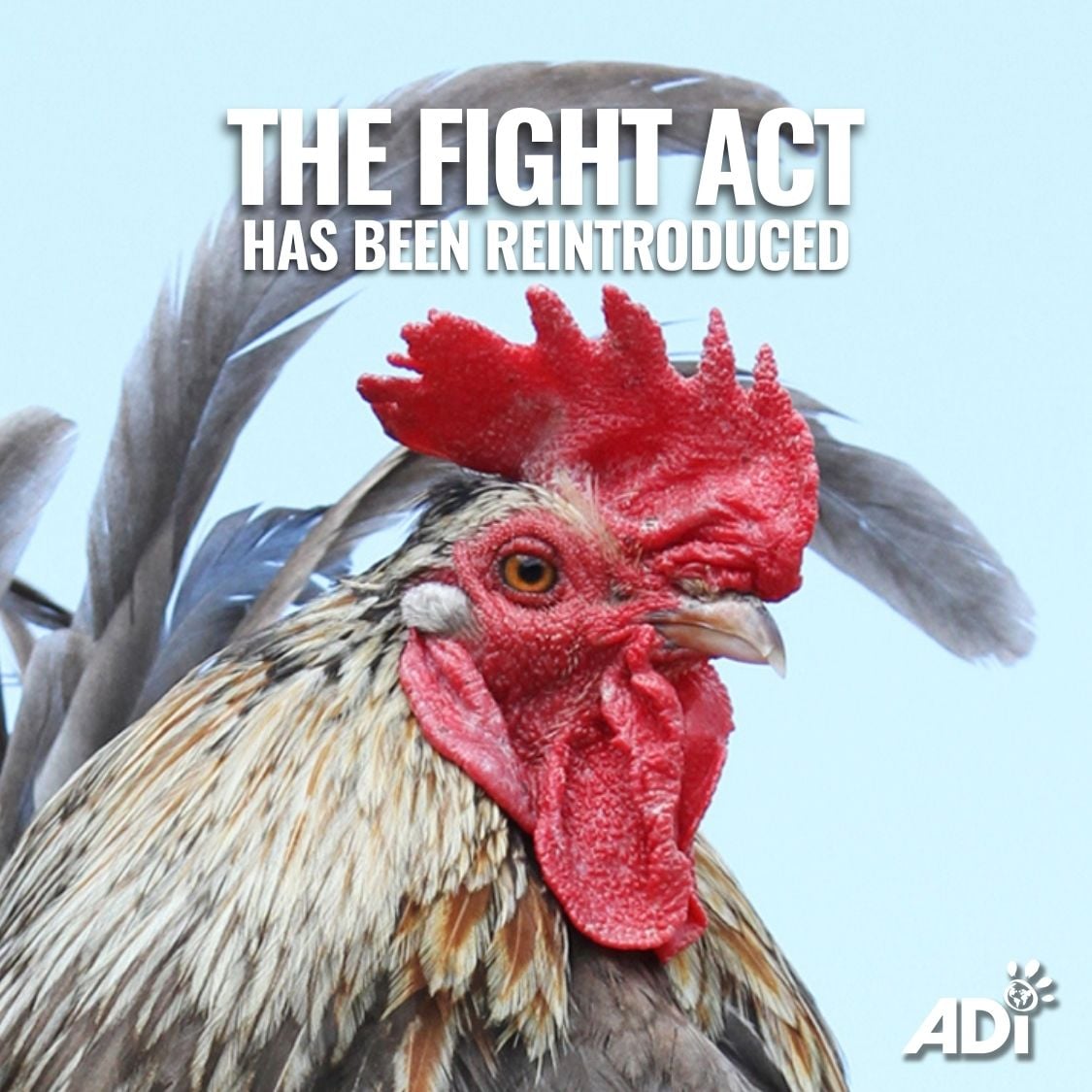 AnimalDefenders's tweet photo. The FIGHT Act of 2025 (S. 1454), reintroduced by Senators Kennedy and Booker, strengthens the Animal Welfare Act by expanding federal protections for roosters and targeting the criminal infrastructure behind animal fighting. #ForTheAnimals #NotEntertainment #CockFighting https://t.co/DLE54B77Wd
