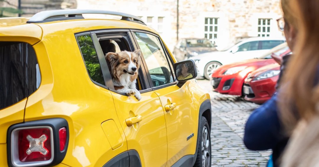 Cymera Festival tweet media