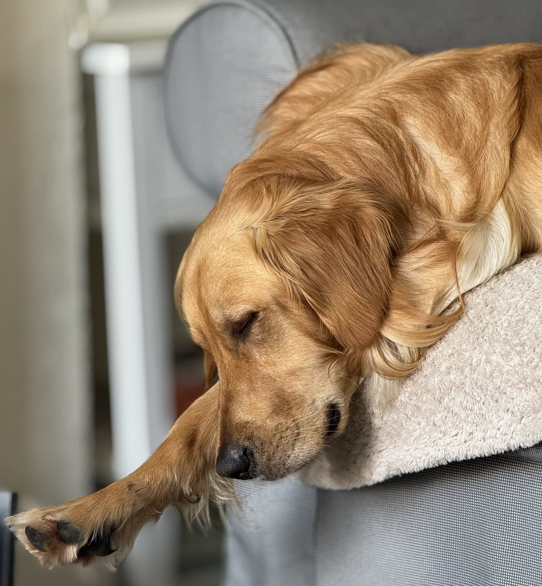 KMEasy83's tweet photo. When your dog is dreaming about being @alanshearer and scoring at the Gallowgate end #NUFC https://t.co/DzeT5UBRxp