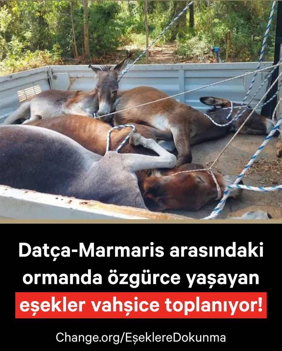 “Toplama” köpeklerle sınırlı kalacak mı sandınız?

Burası Datça-Marmaris arası. Türkiye’nin turizme en çok açılmış alanlarından biri. Bölgeyi “şık” göstermek isteyenler işe, doğal peyzajı paramparça eden otellerden başlayacağına, özgürce dolaşan eşekleri topluyor!

Paylaş,