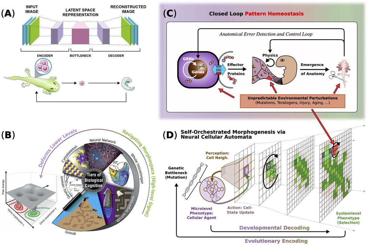 Michael Levin (@drmichaellevin) on Twitter photo New paper with <a href="/BeneHartl/">hartl.bene</a> : 'What does evolution make? Learning in living lineages and machines"
cell.com/trends/geneticā¦
Genes code for proteins, but what is the relationship between the genome and the large-scale form and function of organisms? What is a good formalism for New paper with <a href="/BeneHartl/">hartl.bene</a> : 'What does evolution make? Learning in living lineages and machines"
cell.com/trends/geneticā¦
Genes code for proteins, but what is the relationship between the genome and the large-scale form and function of organisms? What is a good formalism for