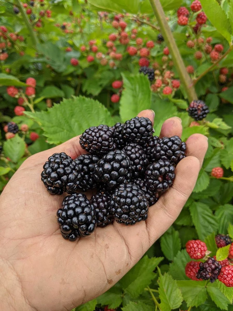 Do you like Blackberries?