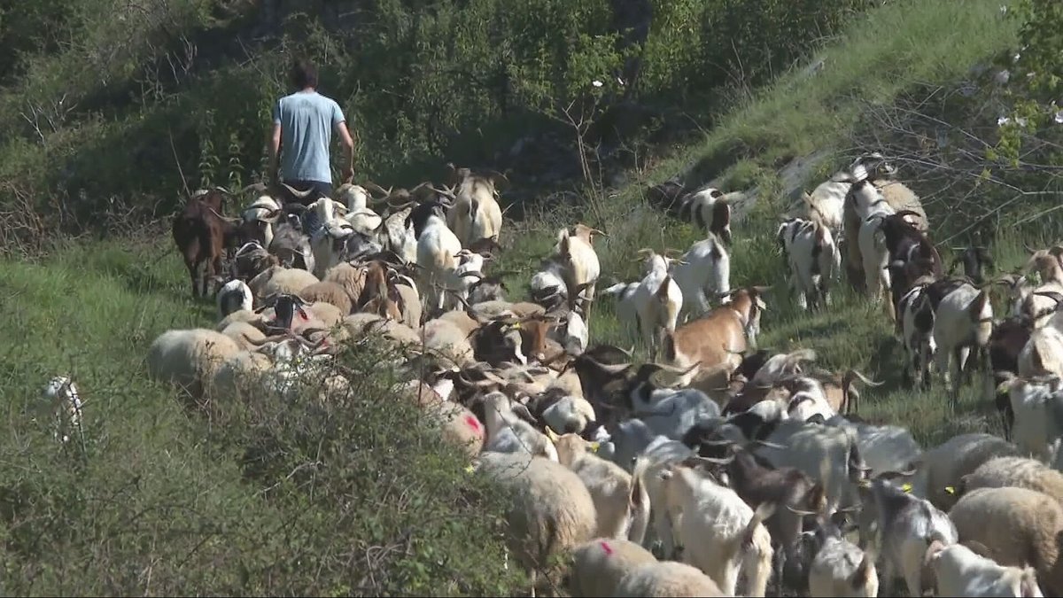 Agrosfera (@agrosfera_tve) on Twitter photo 🐑 Rebaños que apagan el riesgo de incendios: la iniciativa Ramats de Focs, que lleva 9 años en Cataluña, sigue creciendo.
🌿 En el parque natural de la Garrocha (Girona), las ovejas y cabras de Nacho pastan limpiando el sotobosque y previniendo fuegos.
<a href="/RTVECatalunya/">RTVE Catalunya</a> 🐑 Rebaños que apagan el riesgo de incendios: la iniciativa Ramats de Focs, que lleva 9 años en Cataluña, sigue creciendo.
🌿 En el parque natural de la Garrocha (Girona), las ovejas y cabras de Nacho pastan limpiando el sotobosque y previniendo fuegos.
<a href="/RTVECatalunya/">RTVE Catalunya</a>