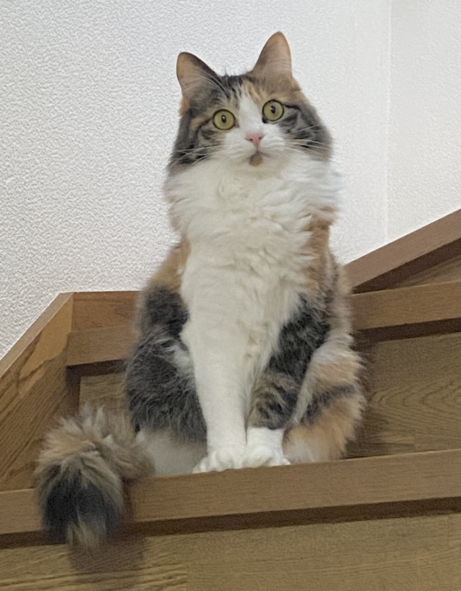 鍵シッポの三毛猫のメスを探しています。