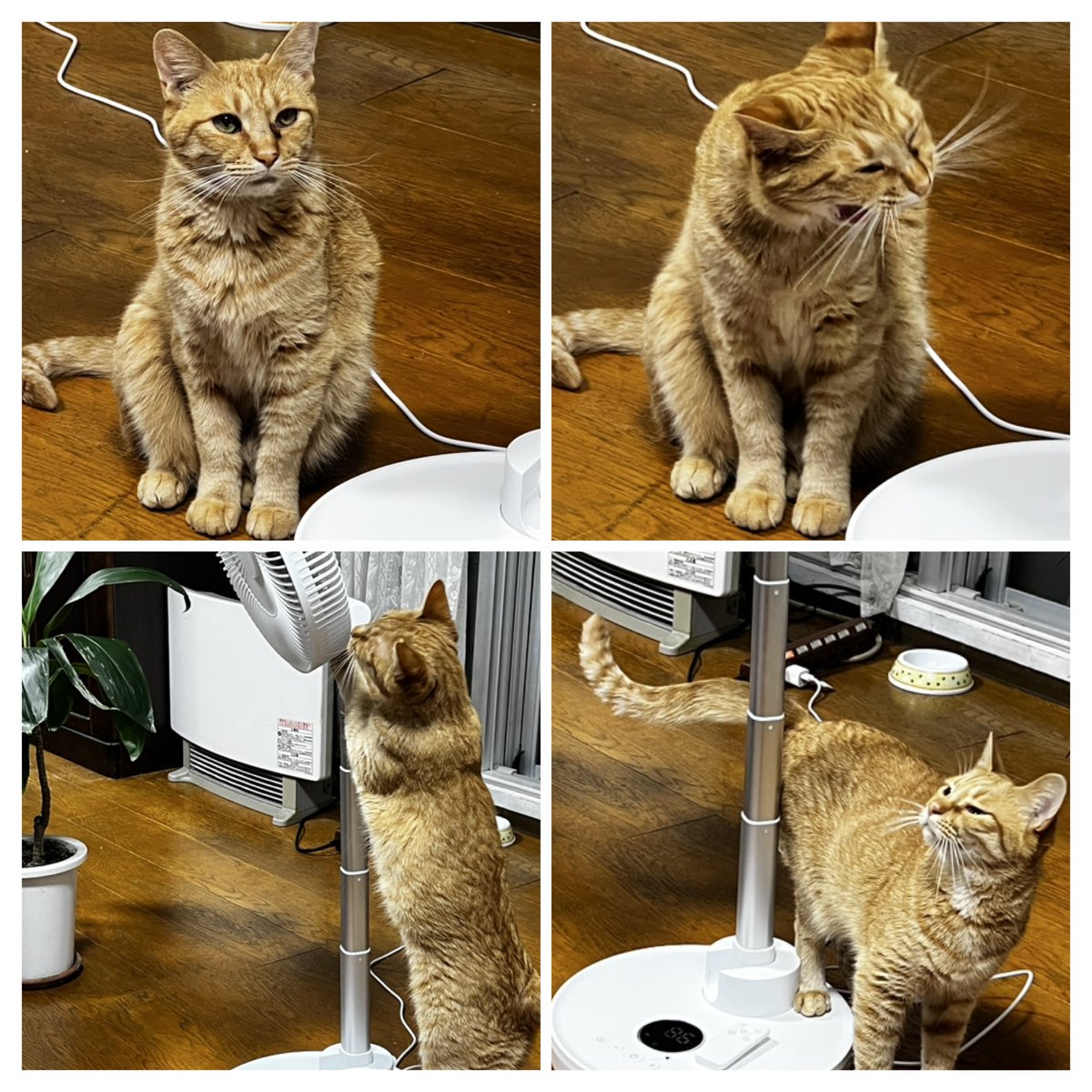 良かったのでも一つ購入しました🌪️
チャー子も気に入ったらしく  スイッチを入れたり切ったりしています😩
#コストコ折りたたみ扇風機