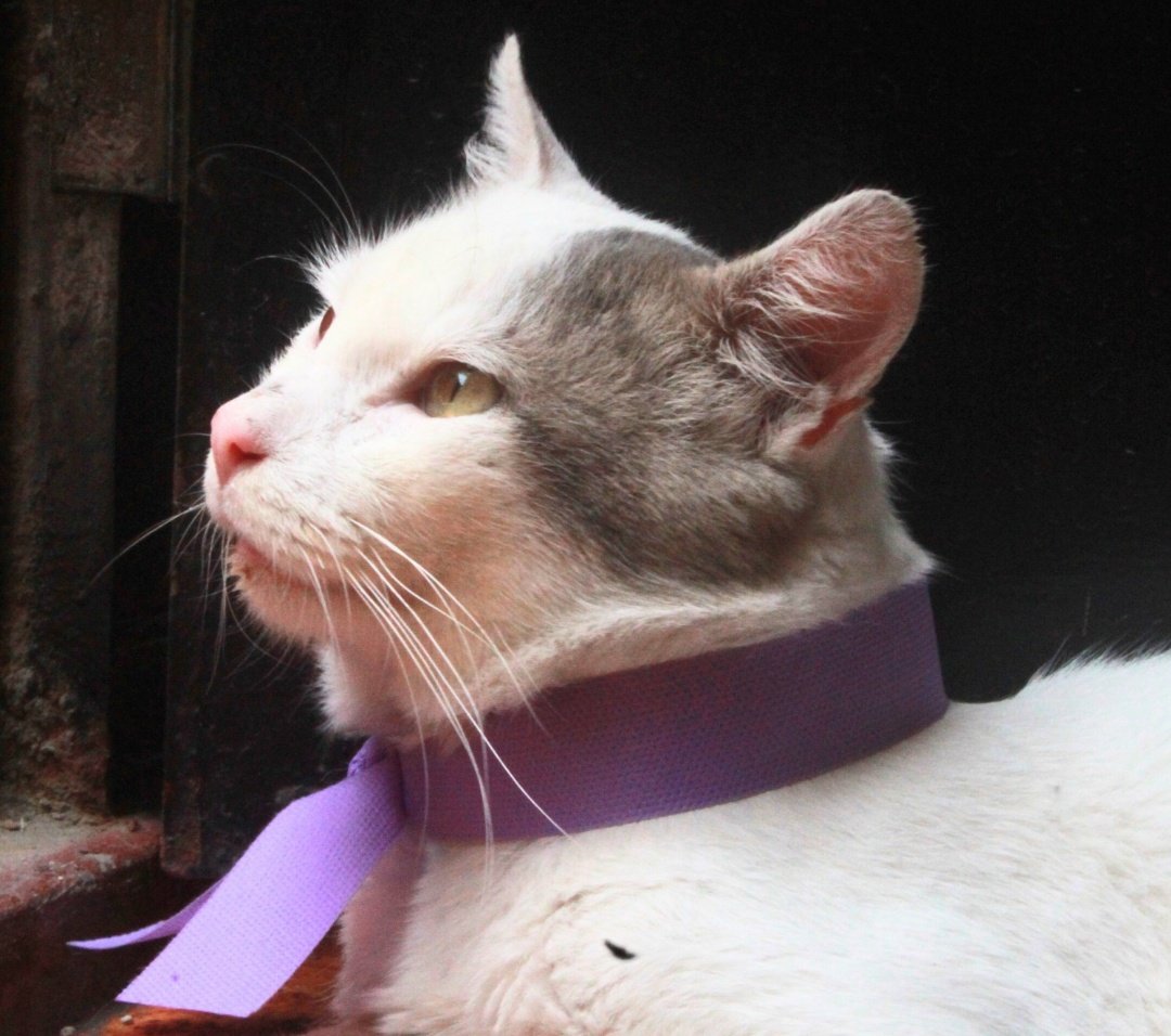 AntonioCapurroB's tweet image. Ya puedes ver mi #videoart Historia de Blanquito aquí
youtu.be/PoDH5vXxOo8?si…
#cat #catlover #AdoptaNoCompres #rescateanimal #adoptaungato #gatito #gato #gatos #animalista #animalist