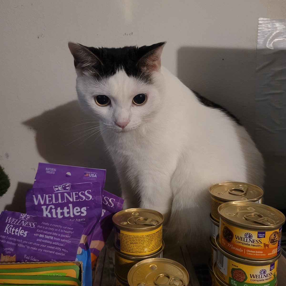 Mama always makes sure I've got plenty of food and treats! 
Luv, Jedi Mushroom Skywalker!
❤️🛸🍄💫❤️
#JediMushroomSkywalker
#MushroomCat
#catoftheday
#catsoftwitter 
#StarWars
#MayTheForceBeWithYou 
#MayThePawsBeWithYou
#TatooineThursday