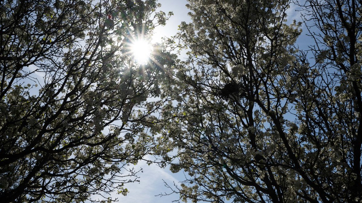 🔥 Iowa’s hitting the mid-90s this weekend—and kids are especially vulnerable to heat illness.

Look out for signs like rash, cramps, or low energy.

💧 Keep them hydrated
🌳 Rest in the shade
👕 Dress for the heat

uihc.pulse.ly/2optk0vtef