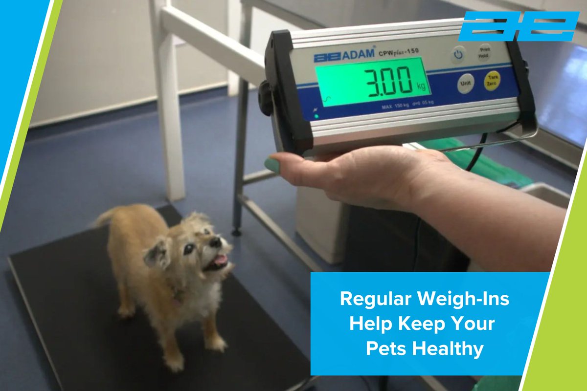 Weighing dogs isn’t just routine—it’s essential. From monitoring growth to managing health, the scale plays a key role in keeping our canine companions in top shape: zurl.co/hfB0A #scales #balances #animals #dogs