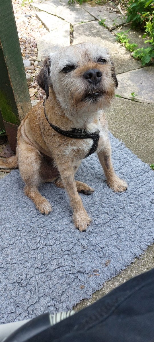 What a difference a week makes..appy Friday to all me pals...I fink I can move from Intensive Care Porch now 😁 #gruffsporch #BTPosse  thanks  fer all the love pals x