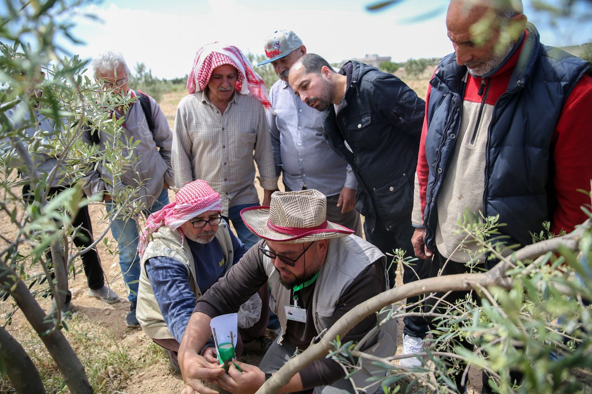 🫒 In the village of Al-Muzeraa, 25 farmers join a hands-on training session, learning innovative grafting techniques.

The session equips farmers with the knowledge to graft olive trees with drought-tolerant and disease-resistant varieties.

📍 Hama, Syria
📸 Ali Shaheen