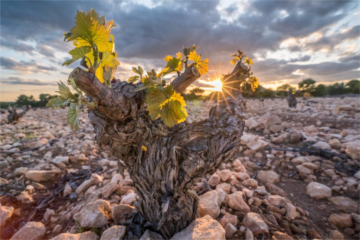 CircleofWineWriters (@circleofwine) on Twitter photo Do contact <a href="/sueeames3/">Sue Eames DipWSET</a> to join the next <a href="/CircleofWine/">CircleofWineWriters</a> Let’s Talk about .. Modern wines from ancient vines: a new look at Jumilla, with Carolina Martinez Origine, General Secretary of the Jumilla PDO Regulatory Council, on Tuesday 1st July at 5pm BST. Do contact <a href="/sueeames3/">Sue Eames DipWSET</a> to join the next <a href="/CircleofWine/">CircleofWineWriters</a> Let’s Talk about .. Modern wines from ancient vines: a new look at Jumilla, with Carolina Martinez Origine, General Secretary of the Jumilla PDO Regulatory Council, on Tuesday 1st July at 5pm BST.