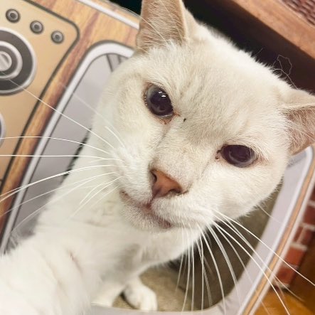 neco_note0222's tweet photo. 【コワモテ猫好きさん必見🤍】

ネコカフェファング@FANG__OFFICIAL さんで暮らすマリーちゃんは、かなりのおこりんぼさんですが、おやつタイムはとってもご機嫌😳💛なのでこの時間はマリーちゃんの方から人間にタッチしてきてくれます。

🔽マリーちゃんの可愛さを伝えたい！
https://t.co/UCGvTvA0AX https://t.co/qc3mzAf38Q