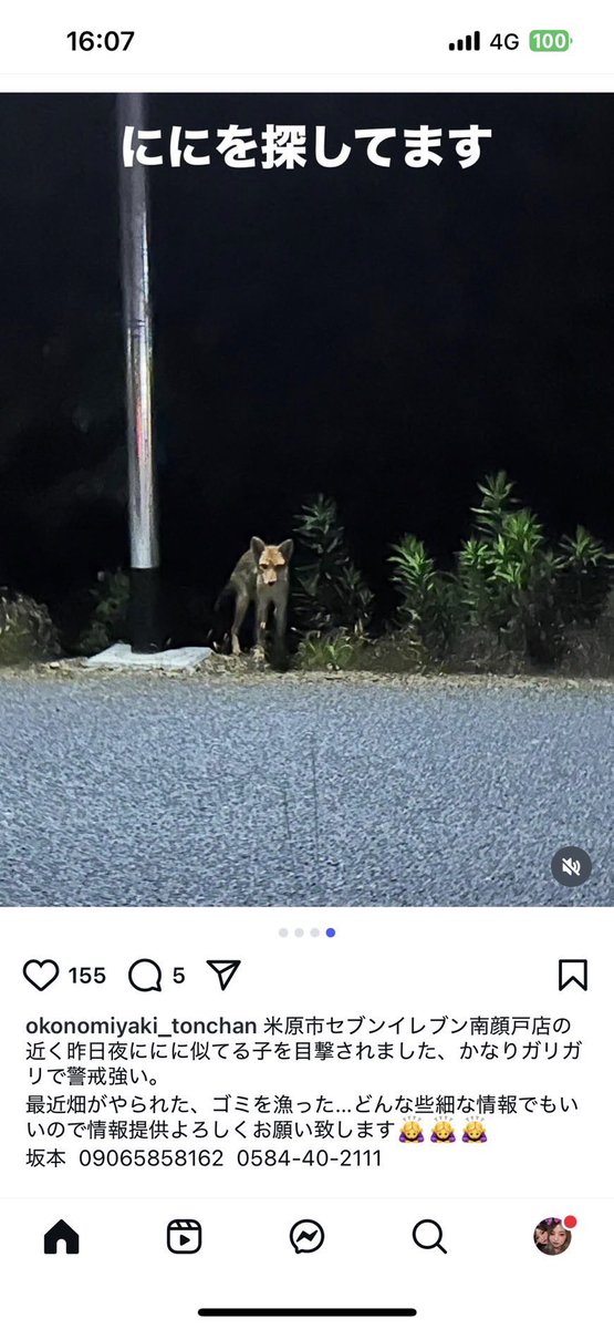 【拡散希望】【迷子犬】
友人から拡散して欲しいと連絡をもらいました。
もらったままの画像を貼らせていただいております。
米原、岐阜付近の皆様よろしくお願い致します🙏ににちゃん戻ってきて😭🙏
#迷子犬