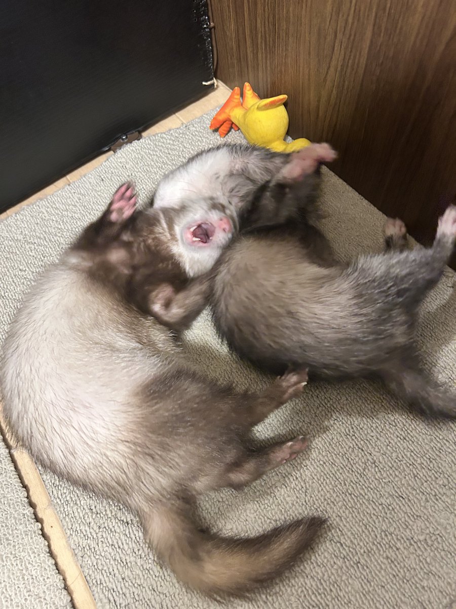 確認ページ♡猫ちゃん4匹♡フェレット10匹 フェレット - Search / X