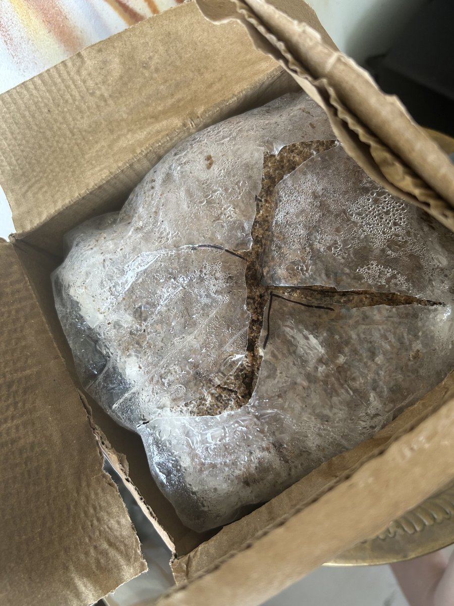 home grown lions mane - day 3