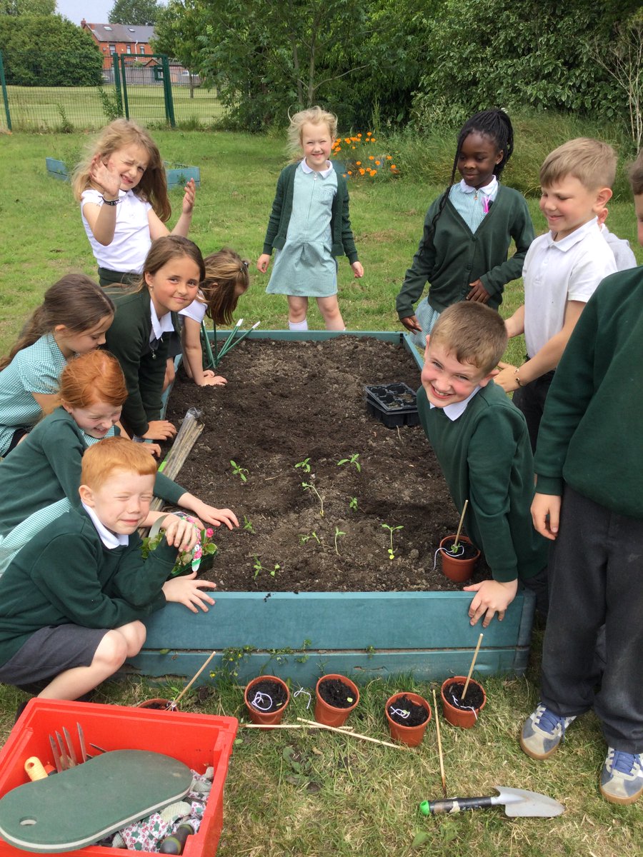The children in our year 2 gardening club have transferred their sunflowers from the pots inside to the garden beds outside. They have watered and cared for them really carefully over the last couple of weeks.