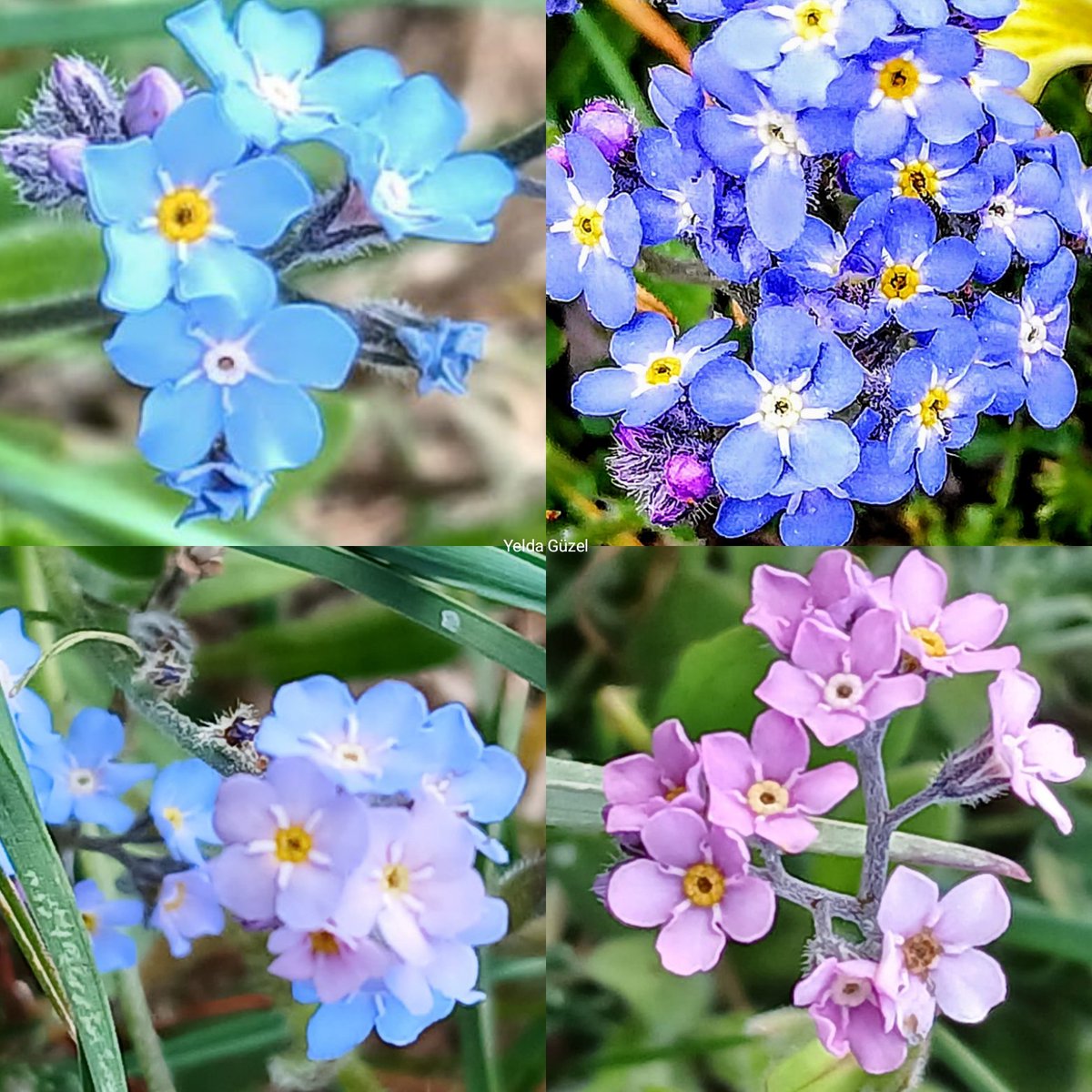 "Seni unutmak mümkün mü?" dedirten bir çiçek: Myosotis alpestris/unutma beni (bu türe özel ad: boncuk otu). Alışılmış gök mavisi rengi ile zaten yeterince çarpıcı iken, bu populasyonunda, gökkuşaklarından rol çalıp doğanın bütün pastel tonlarını, bütün geçişleri ile kullanmış...