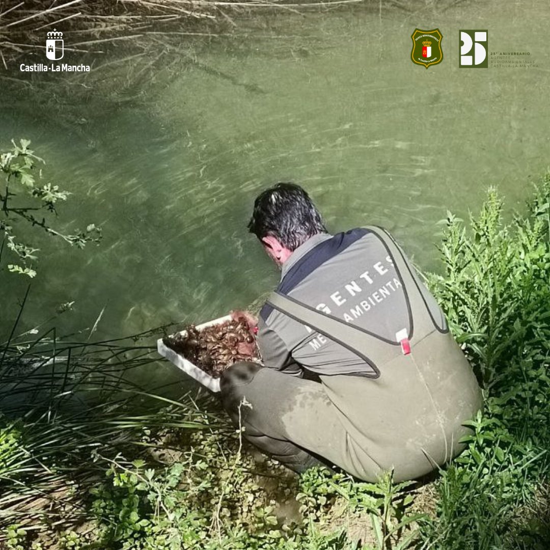 ➡️El Cuerpo de #AgentesMedioambientales de #CLM repuebla varios tramos fluviales de #Guadalajara con cangrejo de río autóctono (Austropotamobius pallipes)🦞

📍Tras estudios previos, se seleccionan puntos que aseguran su adaptación y viabilidad

#CangrejoAutóctono #Biodiversidad
