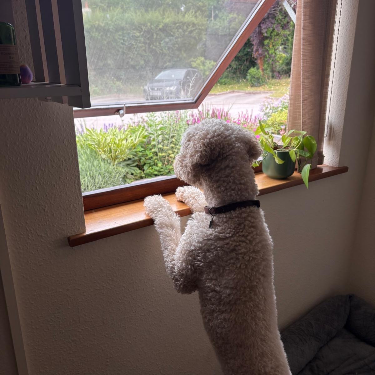 Tomorrow is Bring Your Dog to Work Day and while it’s a little too warm for most of our furry friends to be in today and out on the nursery, Rupert our resident newshound is here working in the cool of the office! #BringYourDogToWorkDay
