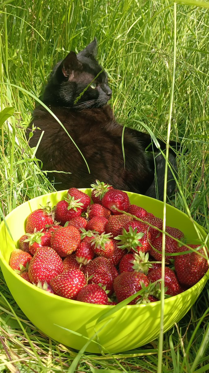 Melnis palīdzēja vākt zemenes. Melnis jau pats neēd tas, bet palīdzēt jau var. Ņau!