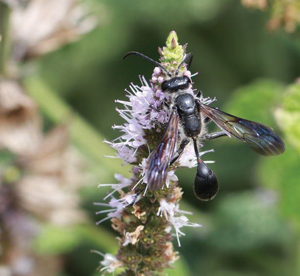 A study of the nesting behaviours and prey choices of the alien wasp species Isodontia mexicana in Southern Germany: doi.org/10.3897/jhr.98…

#bees #ecology #invasivespecies <a href="/FelixFornoff/">Felix Fornoff</a>
